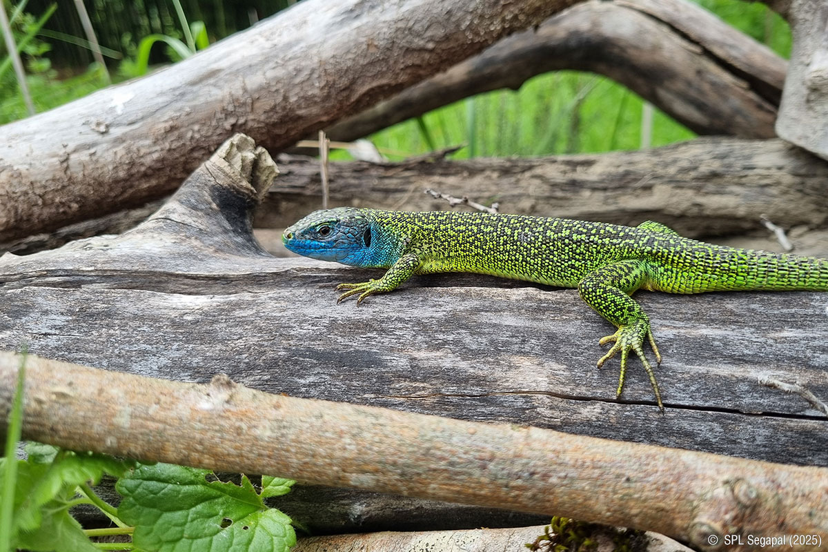 Les reptiles du jardin