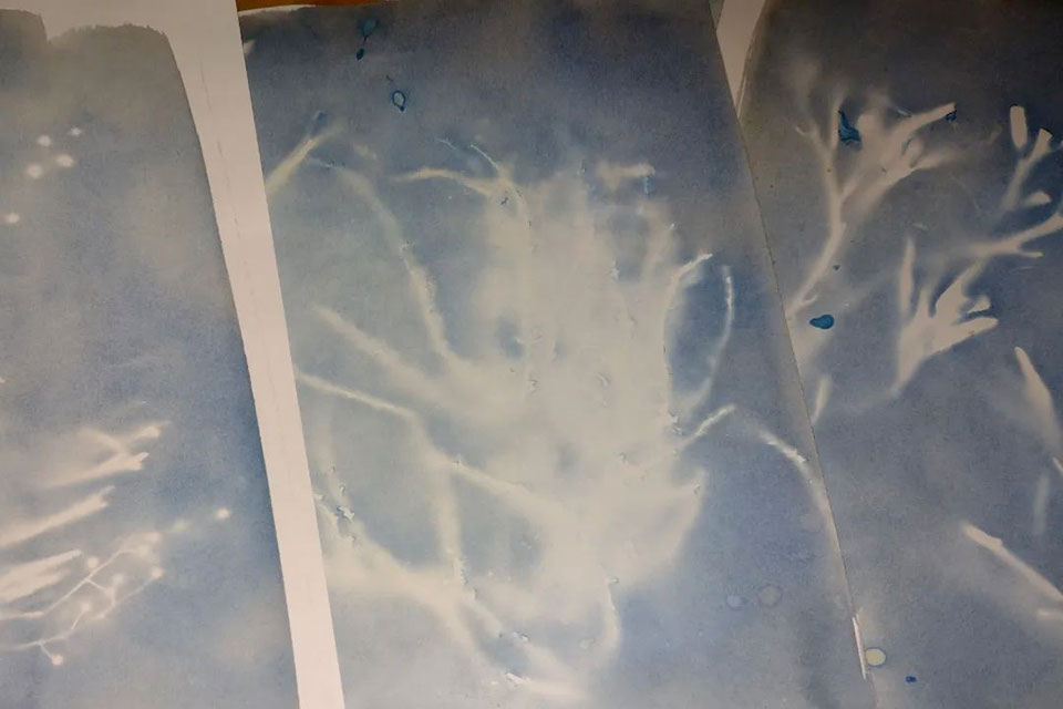 Cyanotype des fleurs de L’îloz’